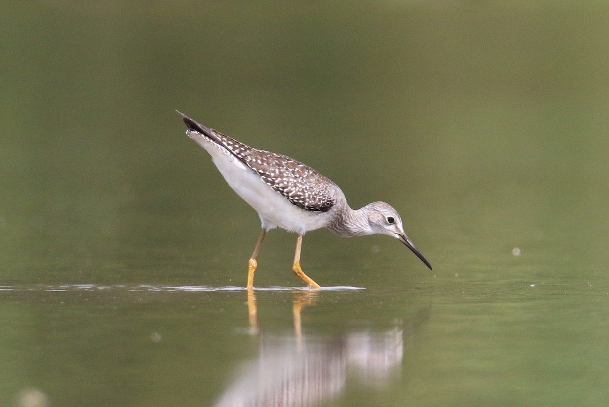 Lesser Yellowlegs - ML33743951