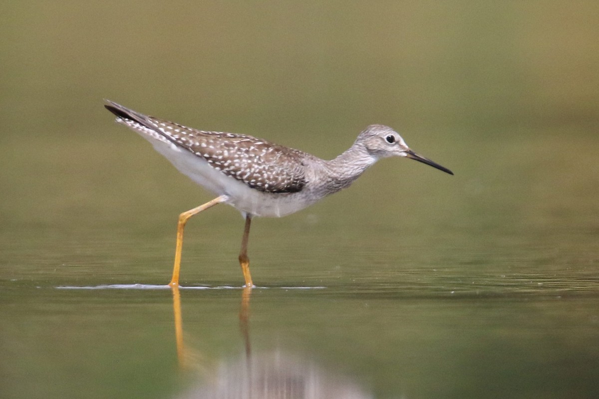 Lesser Yellowlegs - ML33743961