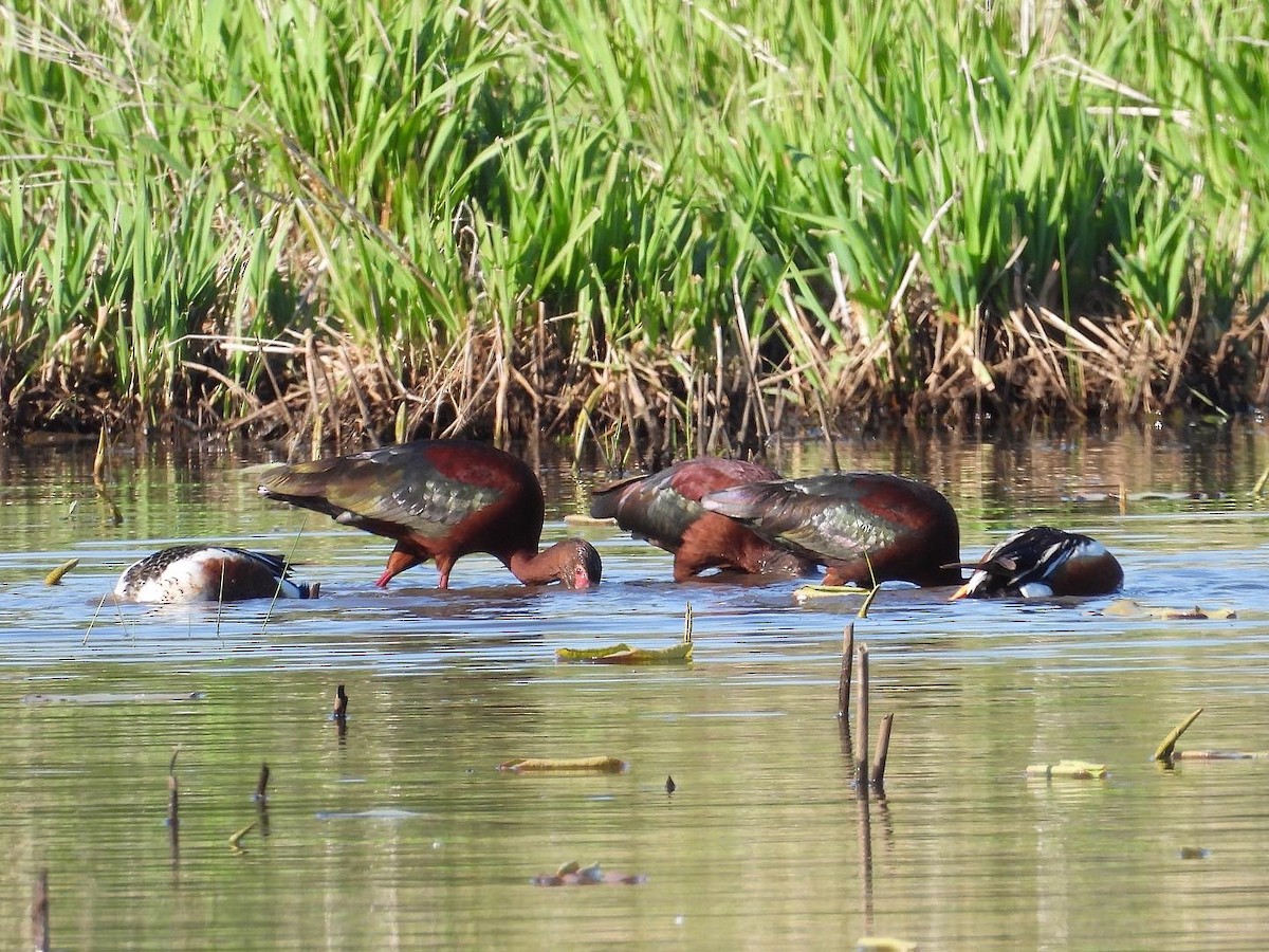 White-faced Ibis - ML337441041