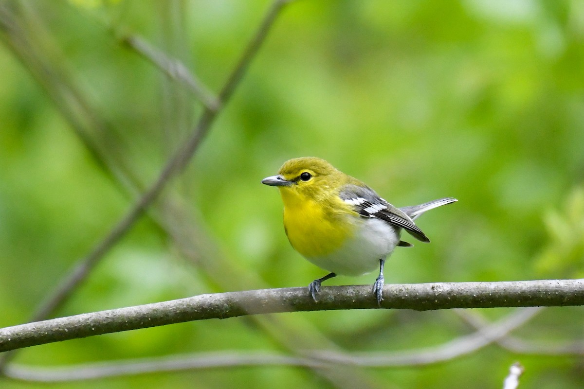 Yellow-throated Vireo - ML337442261