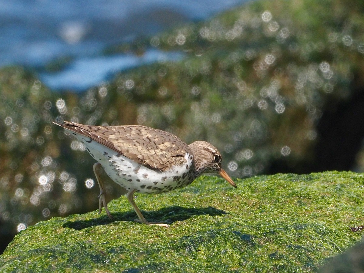 Spotted Sandpiper - Gabriel Willow