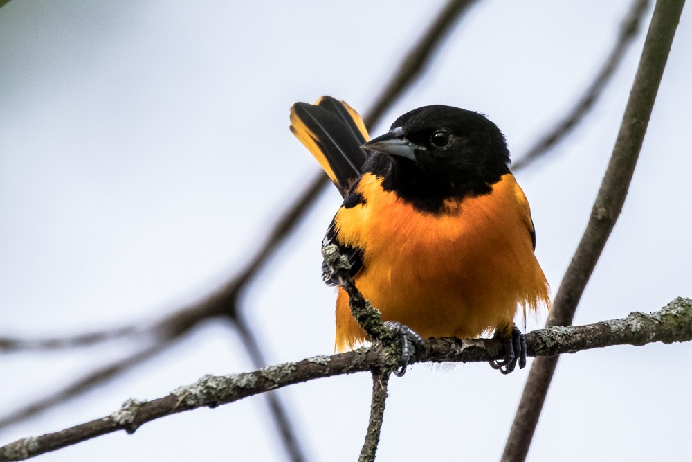 Baltimore Oriole - Jean-Guy Papineau