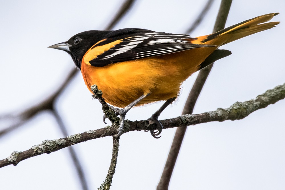 Baltimore Oriole - ML337443071