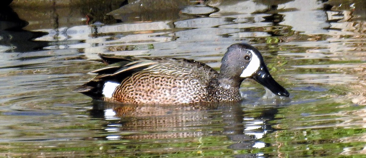 Blue-winged Teal - ML337444141