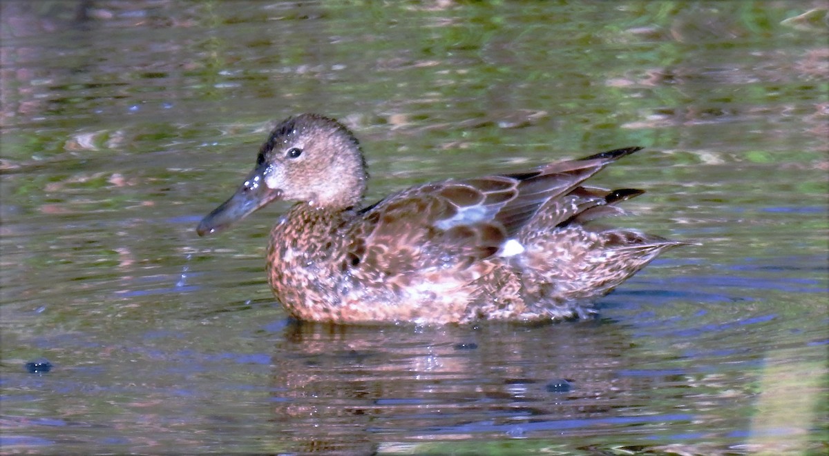 Blue-winged Teal - ML337444551