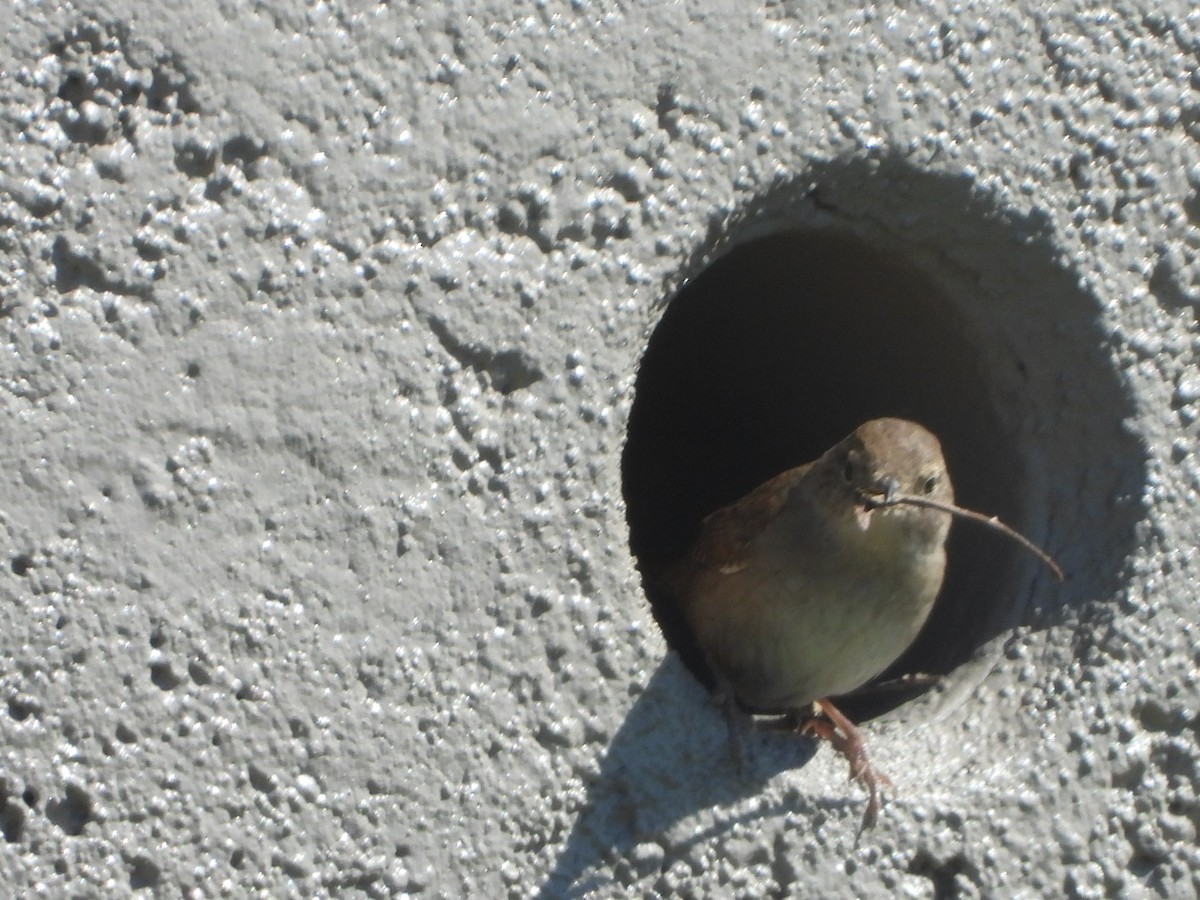 Northern House Wren - ML337446371