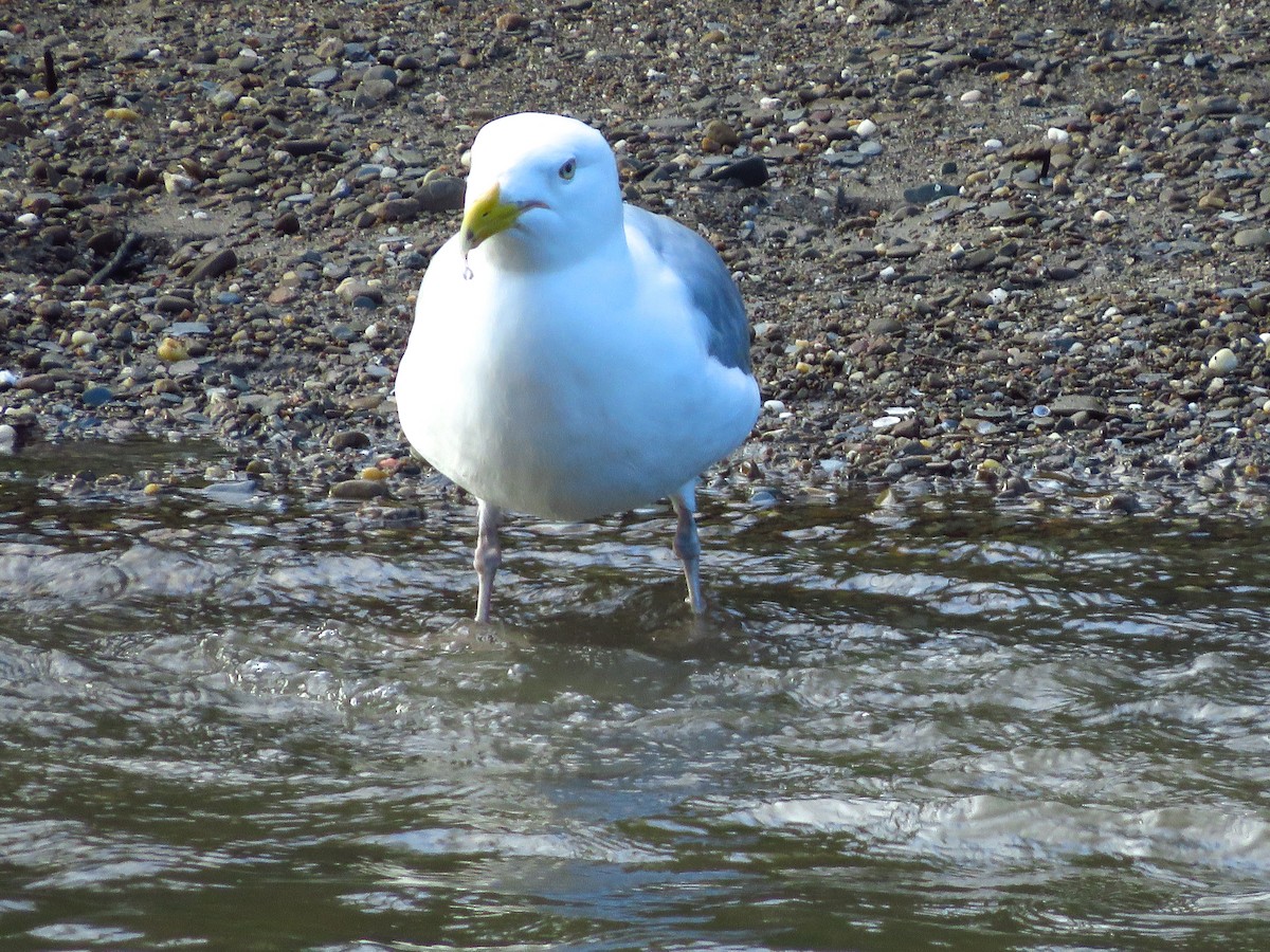 Gaviota Argéntea - ML337446471