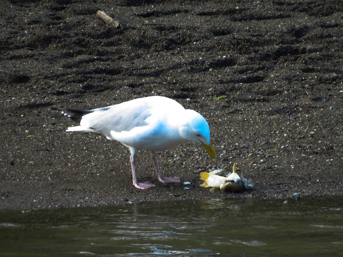 Gaviota Argéntea - ML337446481