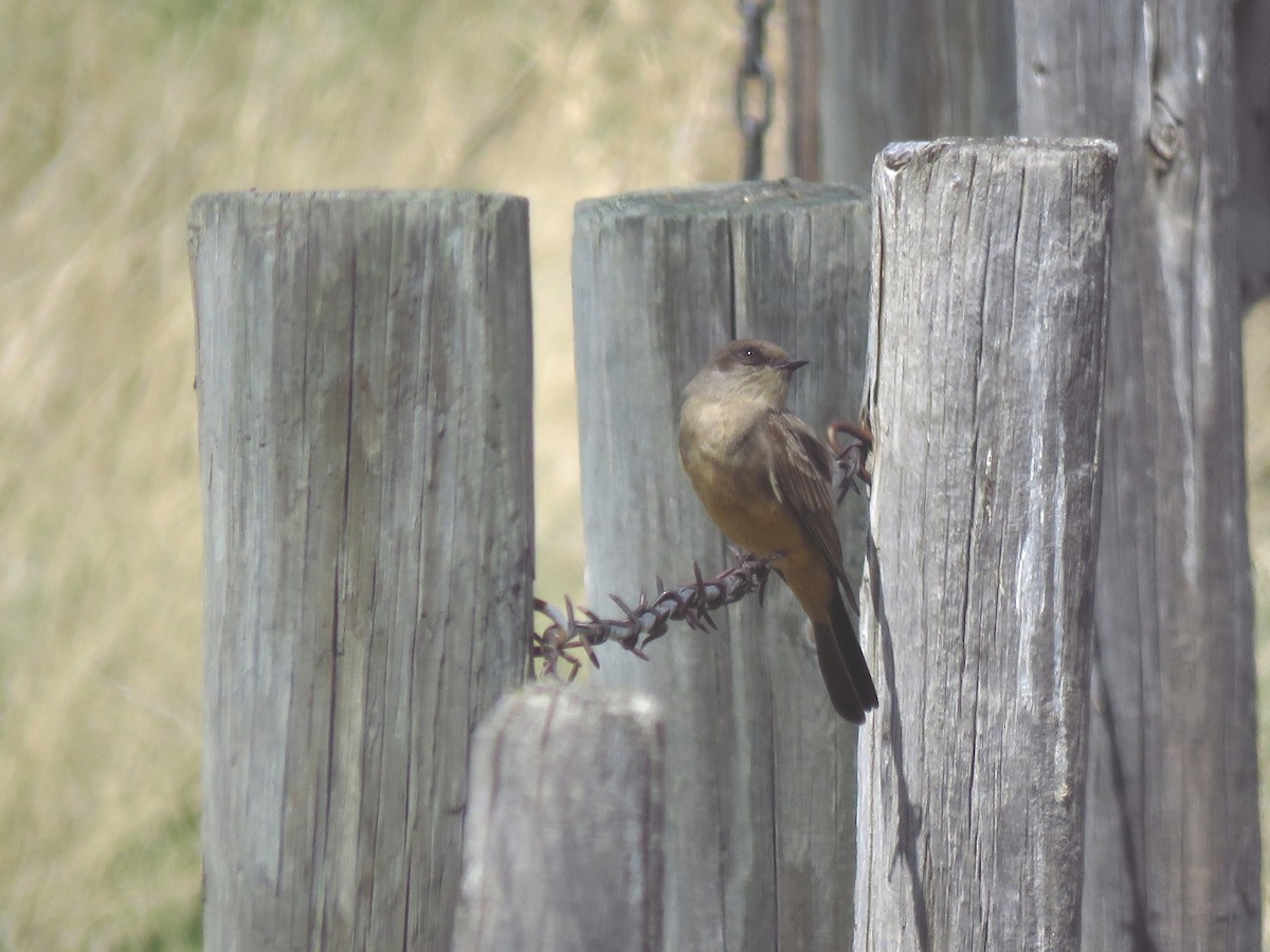 Say's Phoebe - ML337447571