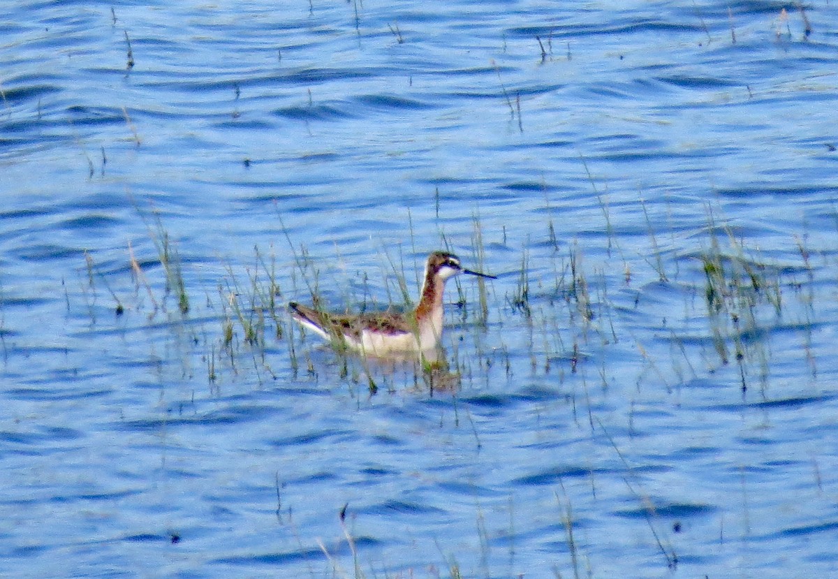 Wilson's Phalarope - ML337447701