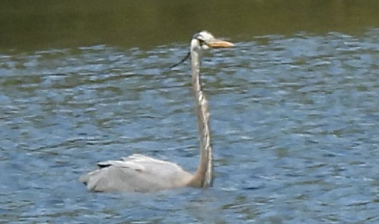 Great Blue Heron - Carole Gall