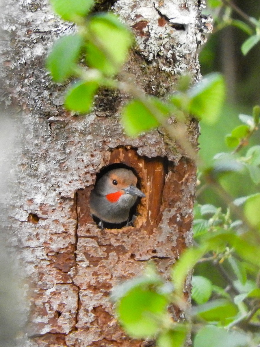 Northern Flicker - ML337448961