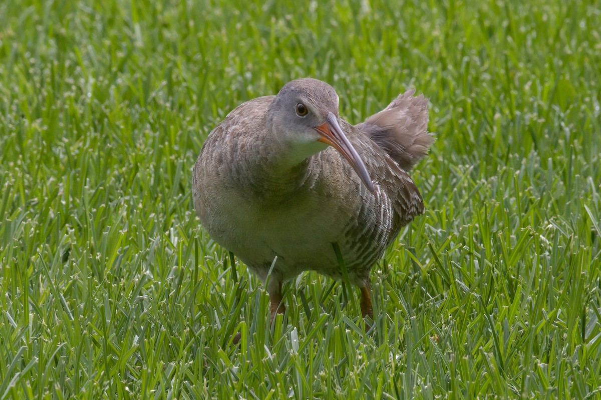 Clapper Rail - ML337450061