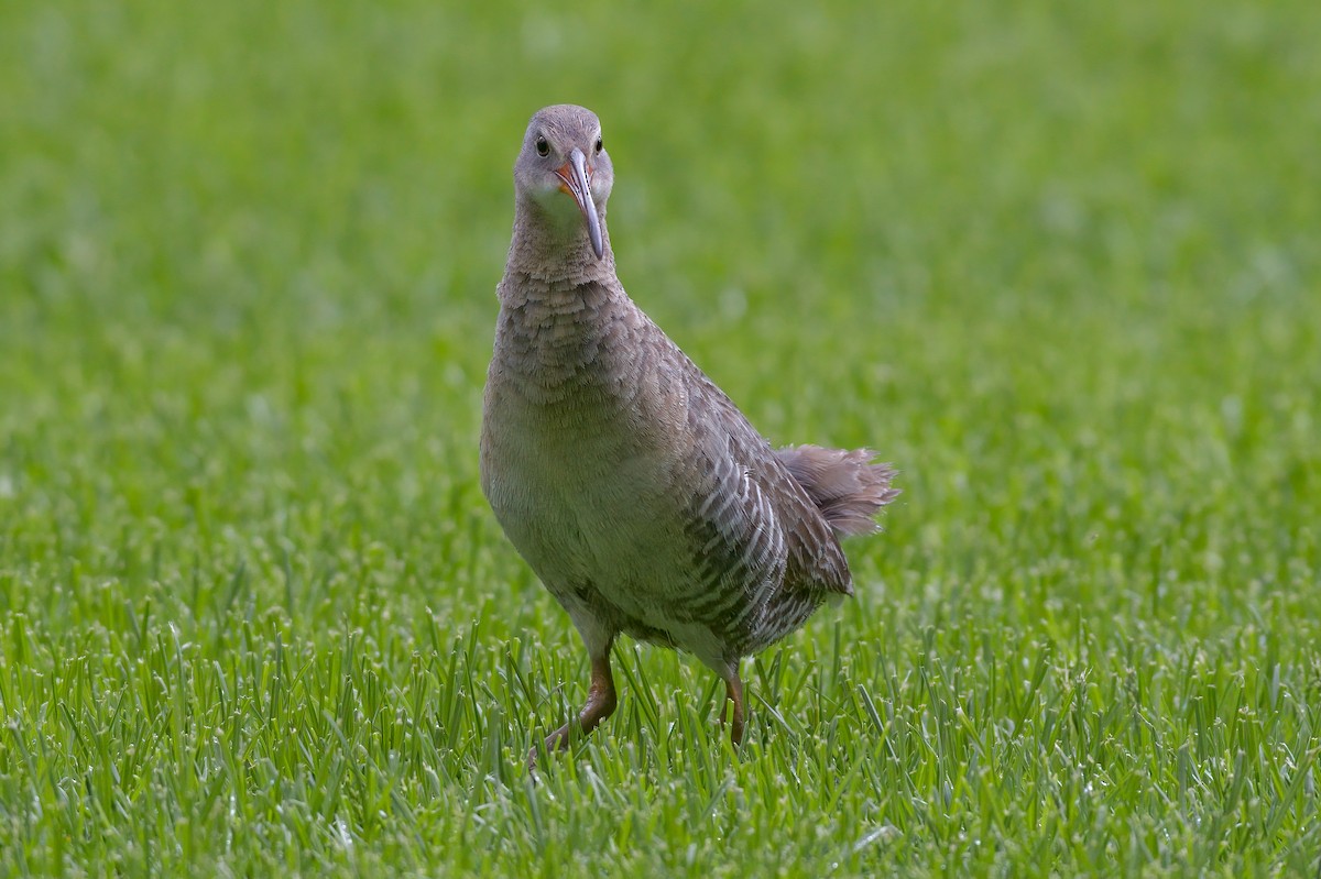 Clapper Rail - ML337450071