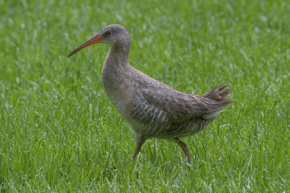 Clapper Rail - ML337450081