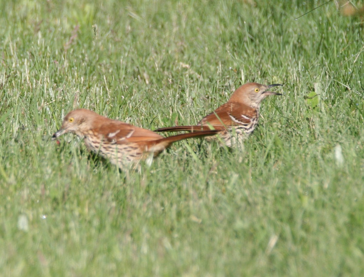 Brown Thrasher - ML337450661
