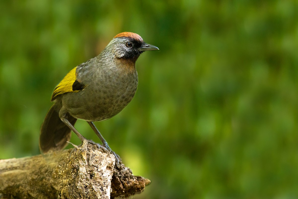 Silver-eared Laughingthrush - David Irving
