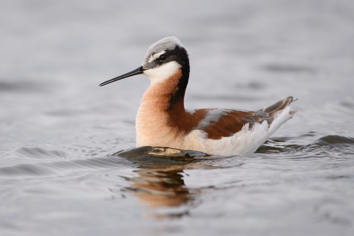 Phalarope de Wilson - ML337453031