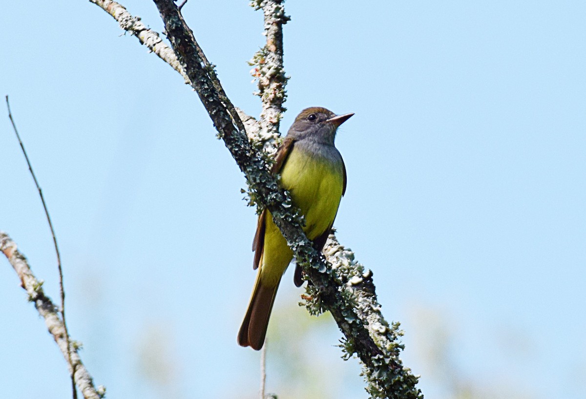 Great Crested Flycatcher - ML337453071