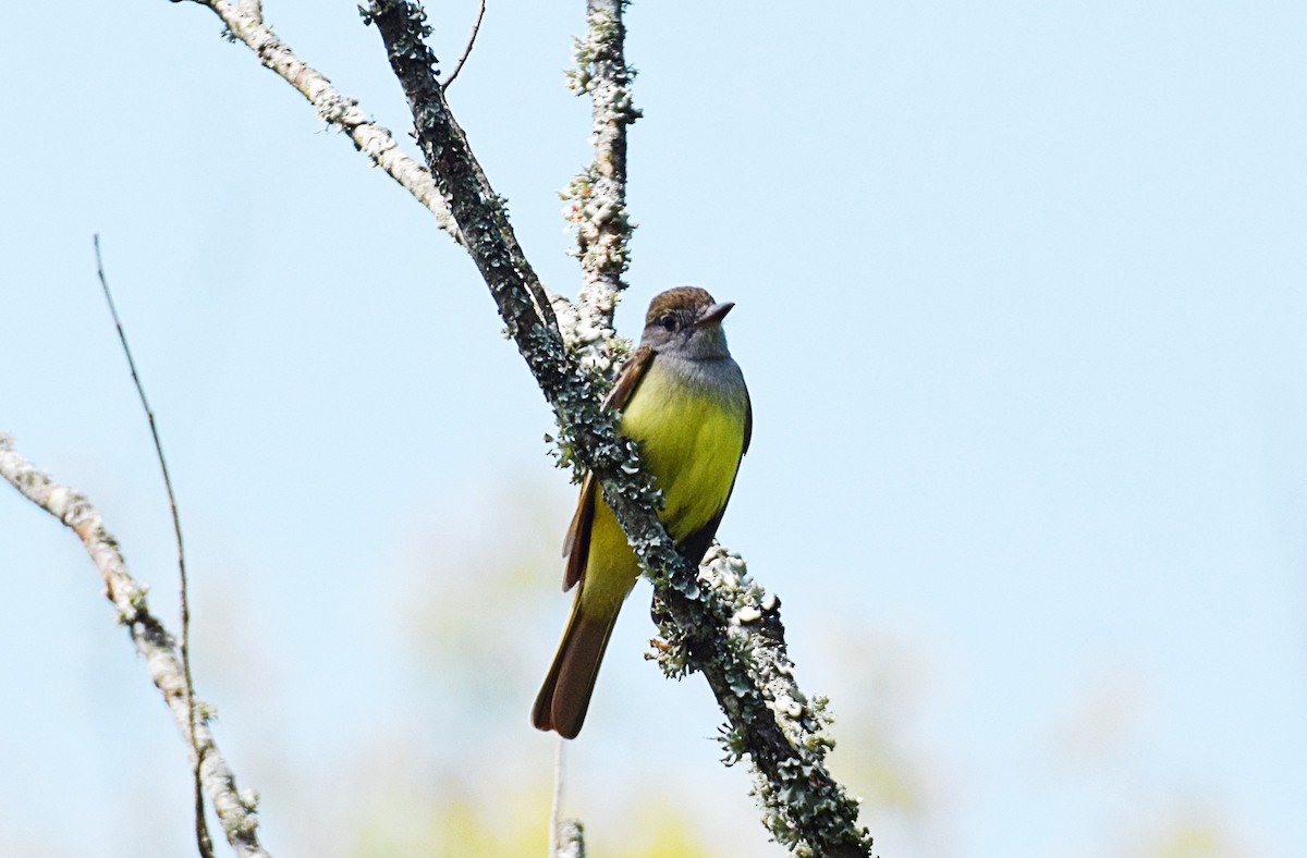 Great Crested Flycatcher - ML337453081