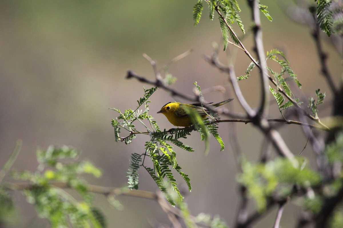 Wilson's Warbler - ML337453851