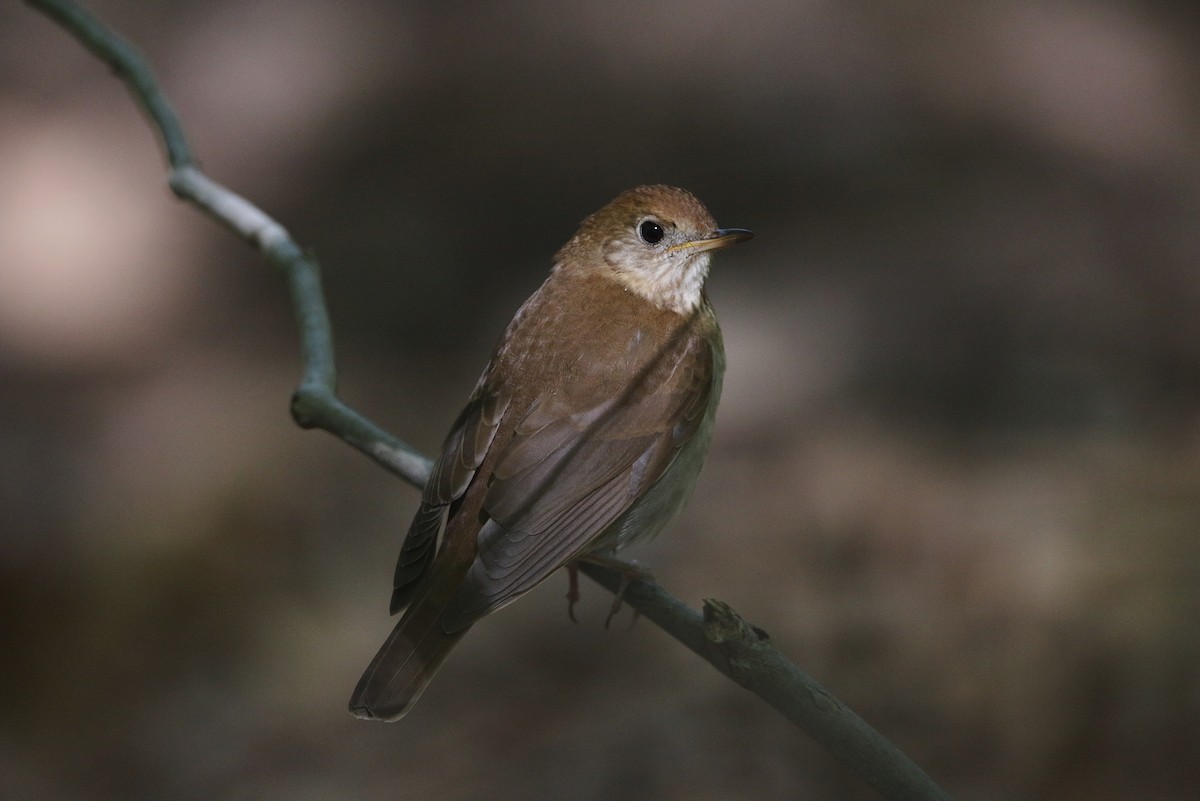 Veery - ML337453881