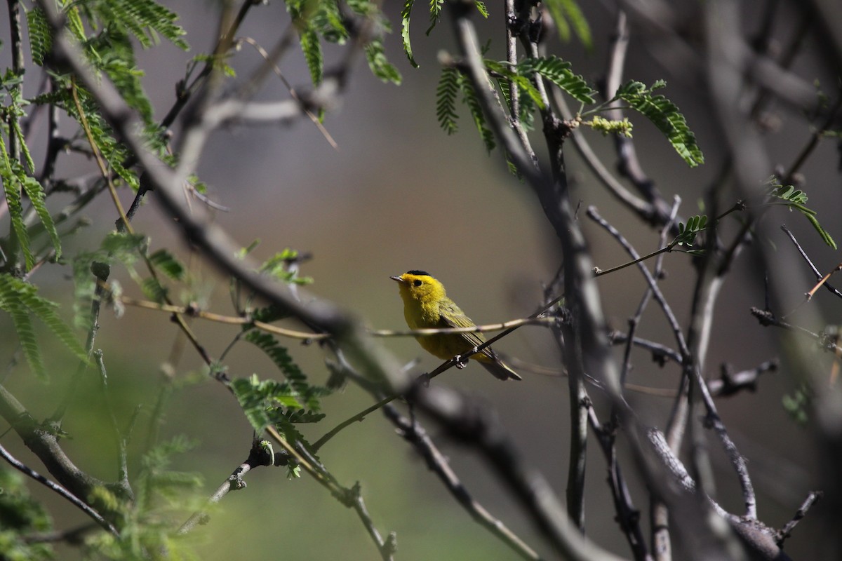 Wilson's Warbler - ML337454271