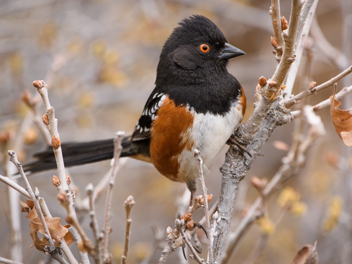 Spotted Towhee - ML337454741