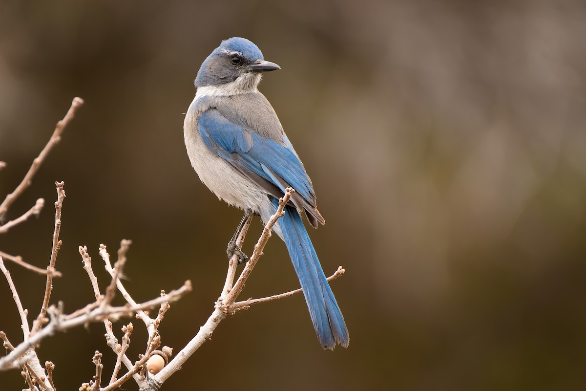 Woodhouse's Scrub-Jay - ML337455201