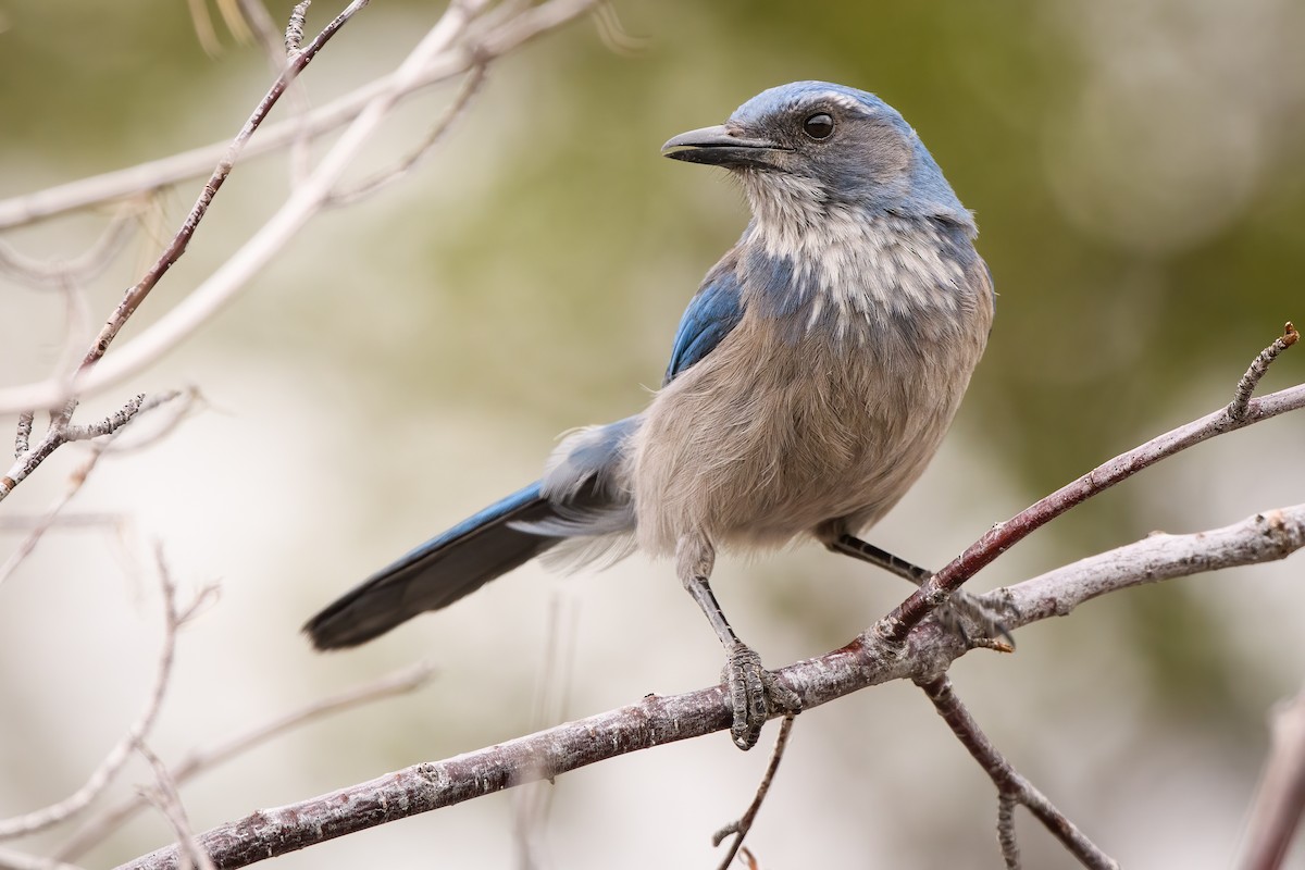 Woodhouse's Scrub-Jay - ML337455221