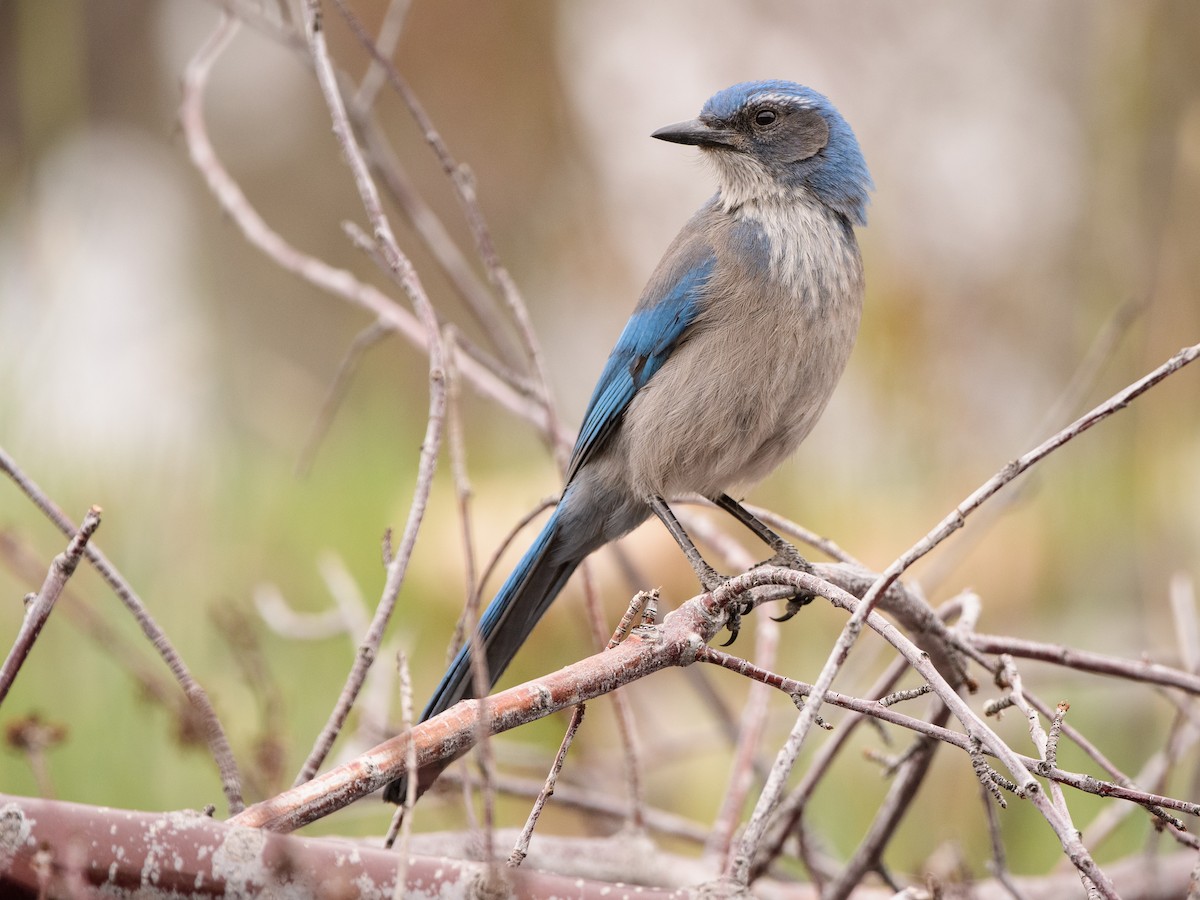 Woodhouse's Scrub-Jay - ML337455291