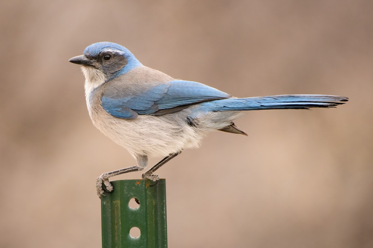 Woodhouse's Scrub-Jay - Darren Clark