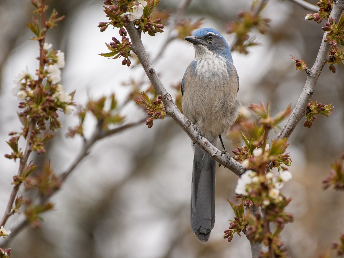 Woodhouse's Scrub-Jay - ML337455381