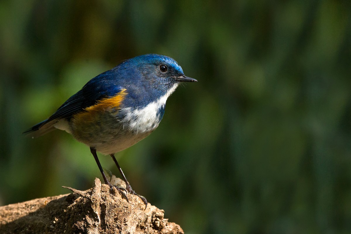 Himalayan Bluetail - ML337455411