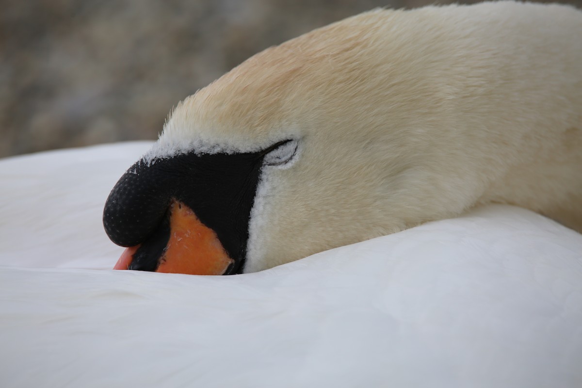 Mute Swan - ML337456361