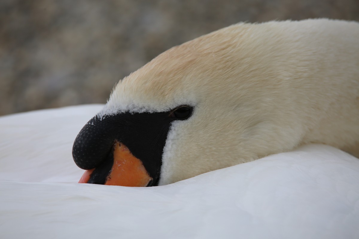 Mute Swan - ML337456381