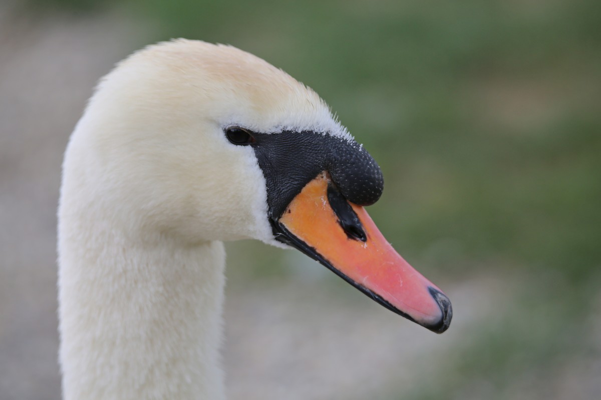 Mute Swan - ML337456441