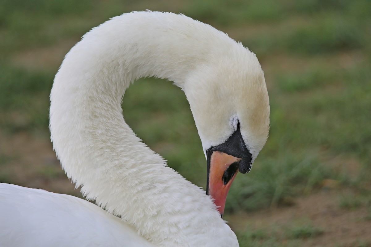 Mute Swan - ML337456471