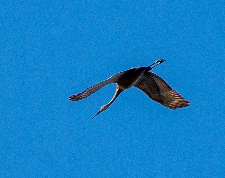 Sandhill Crane - ML337456921