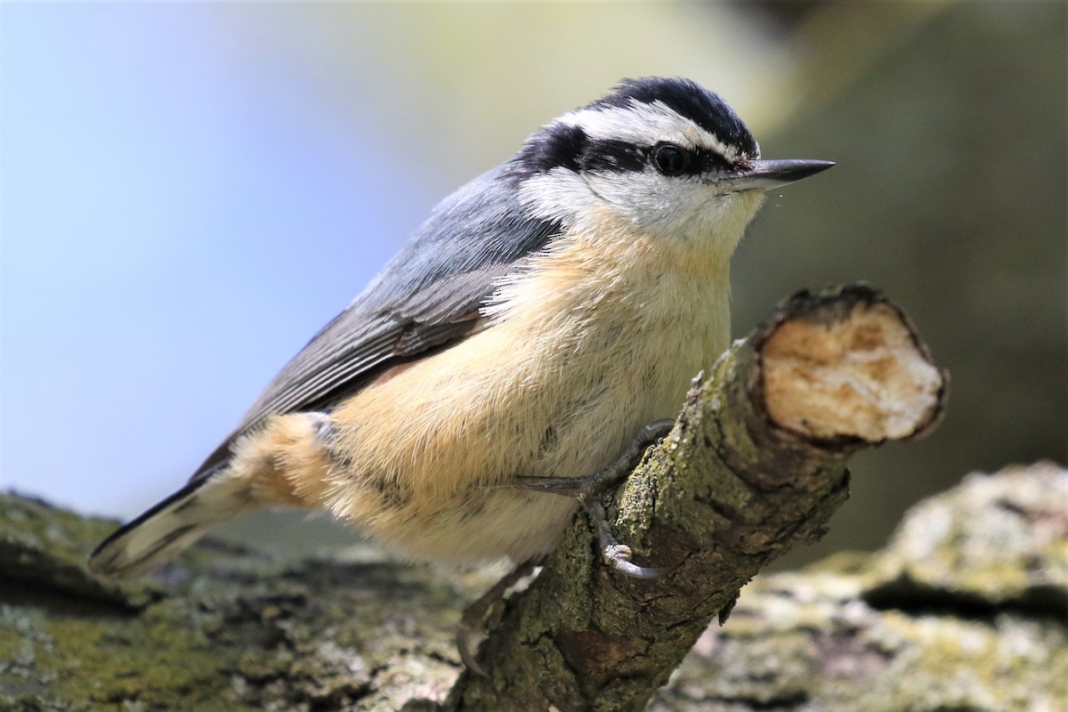 Red-breasted Nuthatch - ML337458311