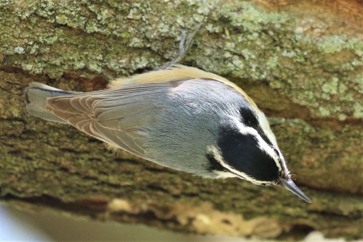 Red-breasted Nuthatch - ML337458321