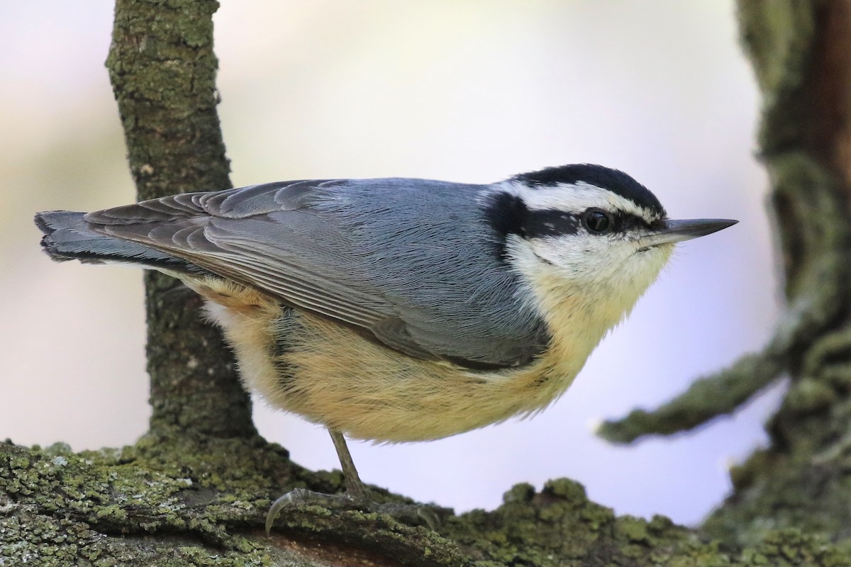 Red-breasted Nuthatch - ML337458331