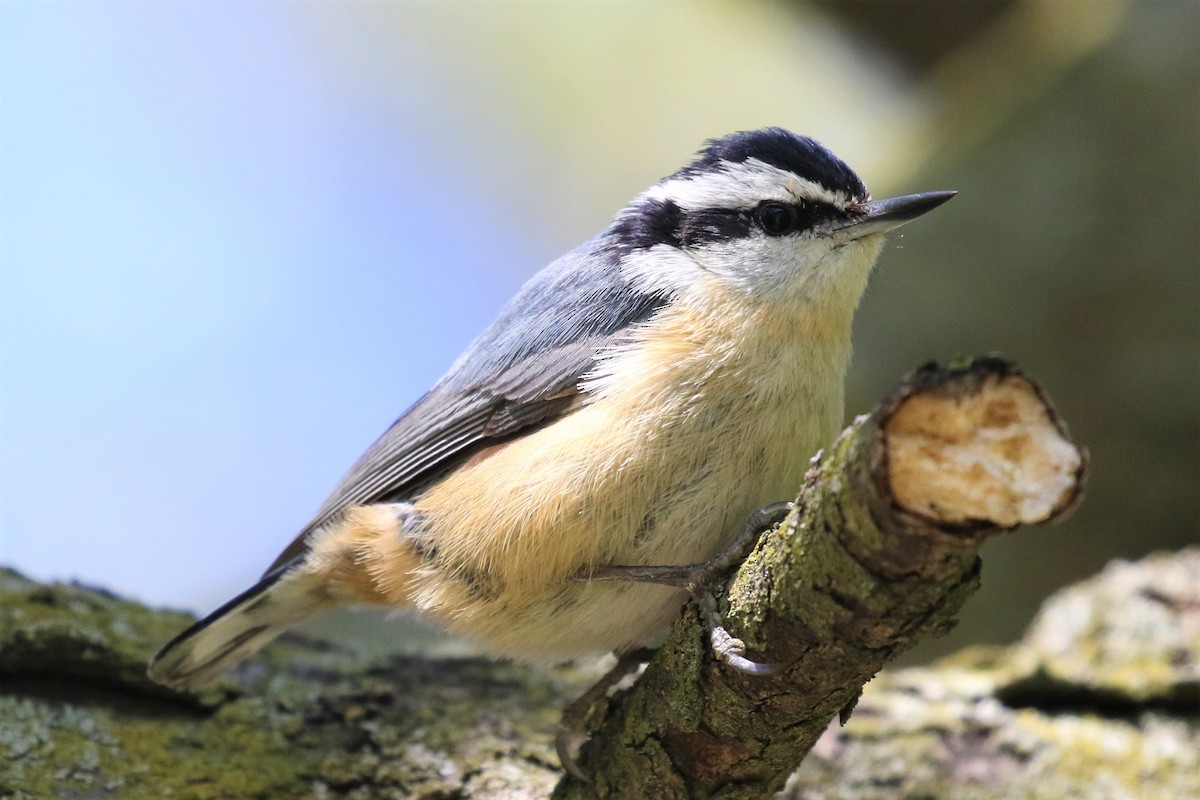 Red-breasted Nuthatch - ML337458341