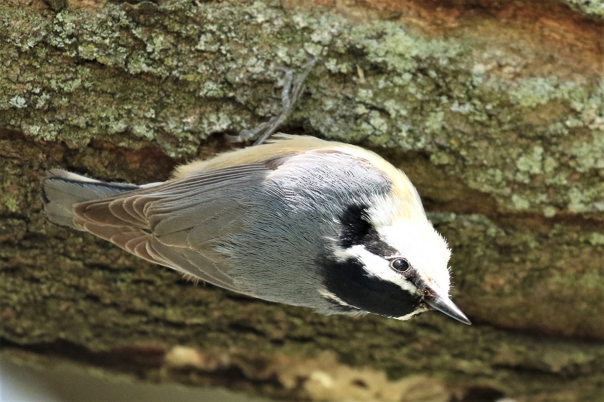 Red-breasted Nuthatch - ML337458351