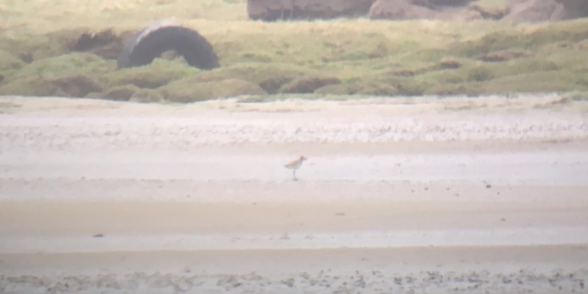 Black-bellied Plover - Blair Whyte