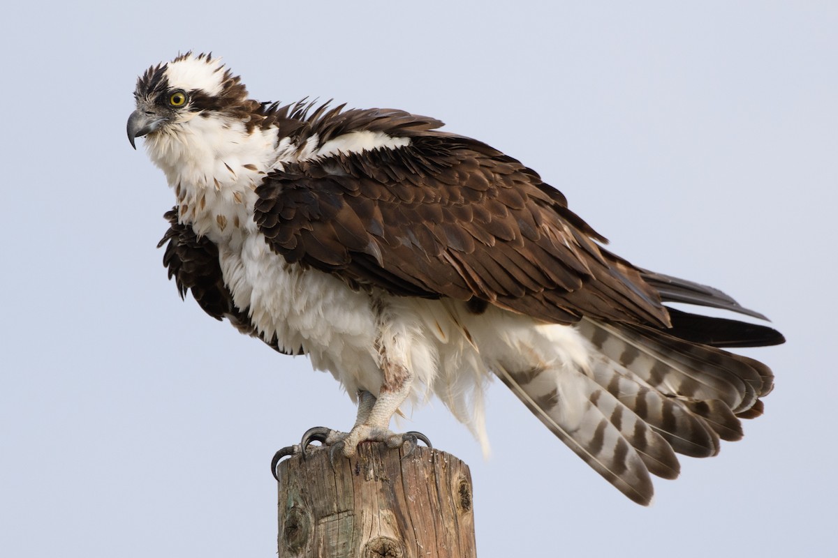 Osprey - ML337461551