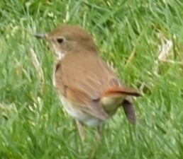 Hermit Thrush - ML337463881
