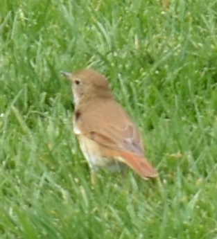 Hermit Thrush - ML337463891