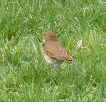 Hermit Thrush - ML337463911