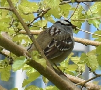 White-crowned Sparrow - ML337464921